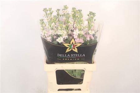 <h4>Matth Iron * Premium* Artic Queen</h4>