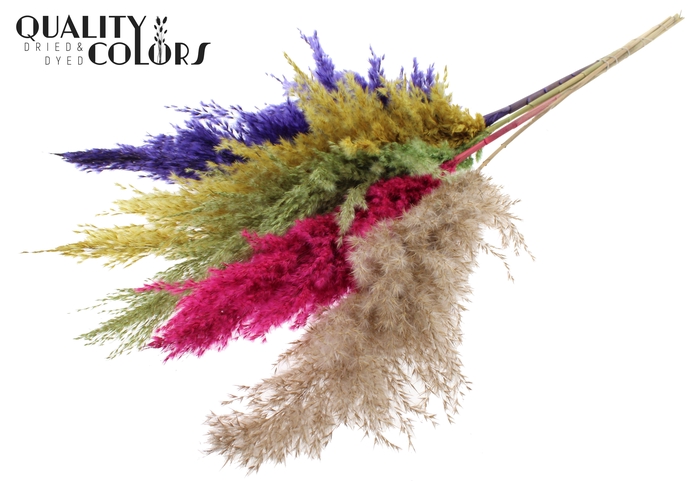 <h4>Pampas Grass 100cm 5st/bunch Colourful 2</h4>