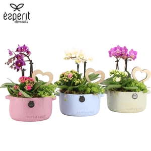 22031: Lovess arrangement