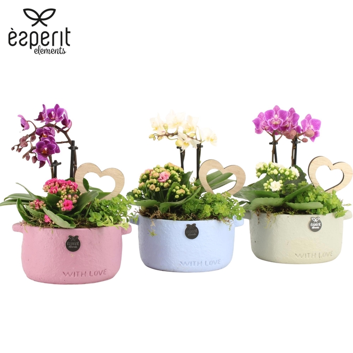 <h4>22031: Lovess arrangement</h4>