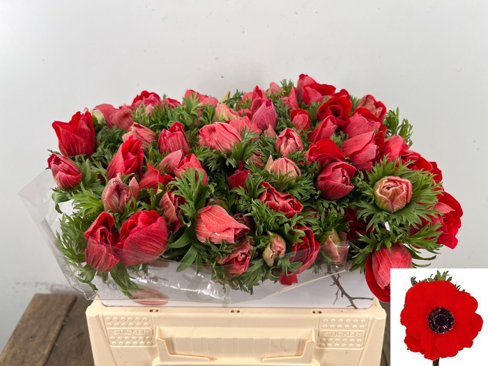 <h4>ANEM CO MAR RED</h4>