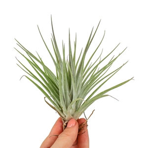 Tillandsia Kammii