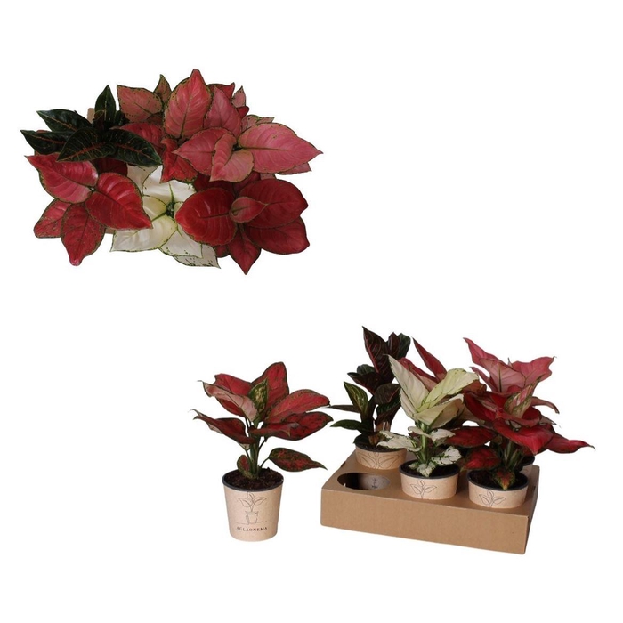 <h4>Aglaonema `Luxe Mix`</h4>