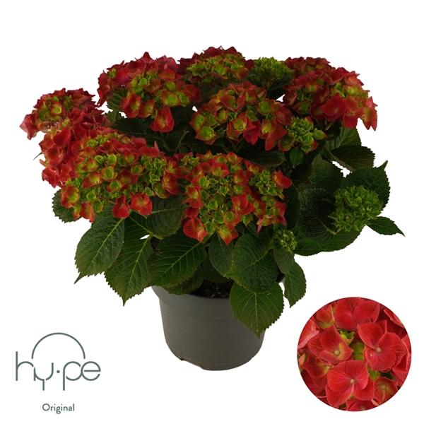 <h4>Hydrangea Mophead Red 10+ | Hy-pe Original</h4>