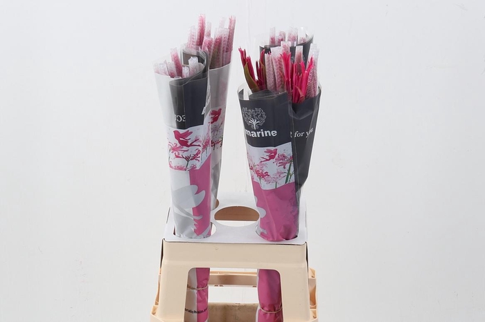 <h4>Ne Elegance Minerva</h4>