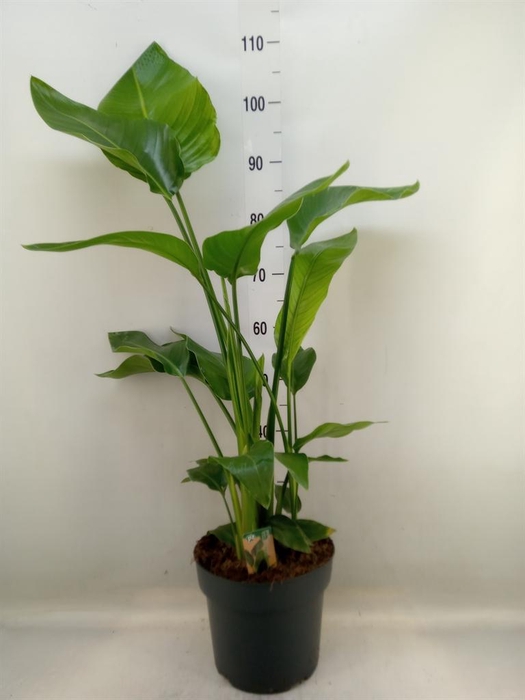 <h4>Strelitzia nicolai</h4>