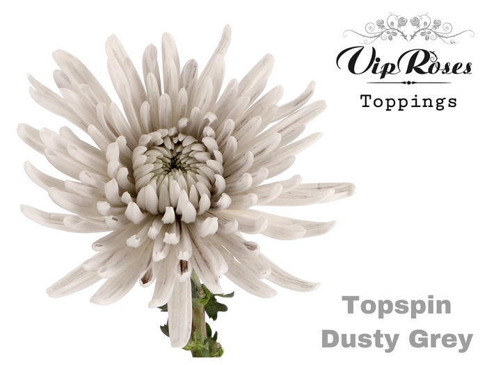 CHR G TOPSPIN DUSTY GREY