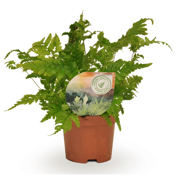 <h4>Dryopteris erythrosora</h4>