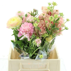 Ran Nat Moderna Venus