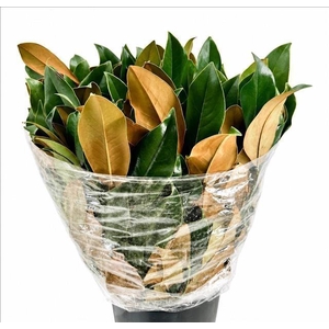 Magnolia leaves