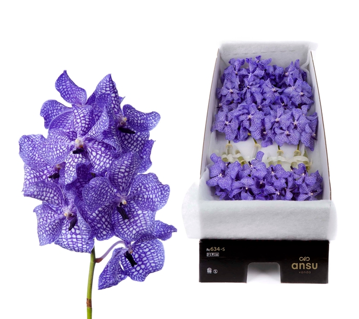 <h4>Vanda Delft Blue</h4>