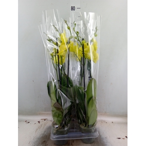 Phalaenopsis  'Ant Savona'