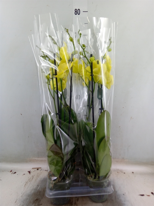<h4>Phalaenopsis  'Ant Savona'</h4>