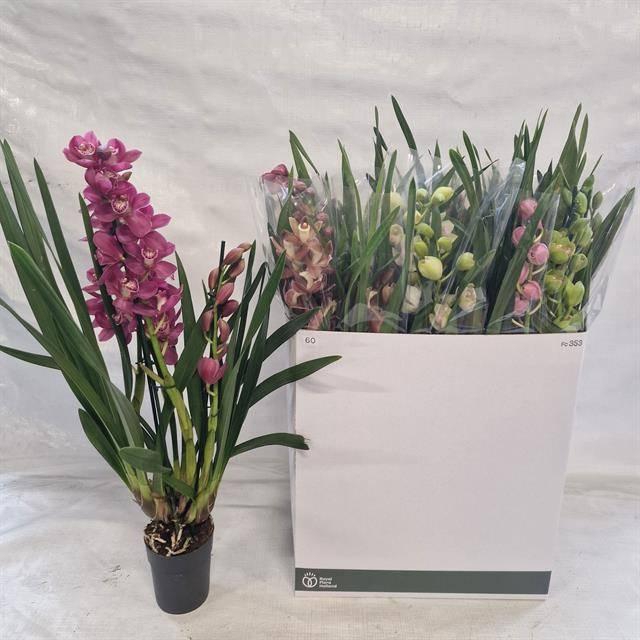 <h4>CYMB GEMENGD</h4>