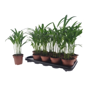 DYPSIS LUTESCENS