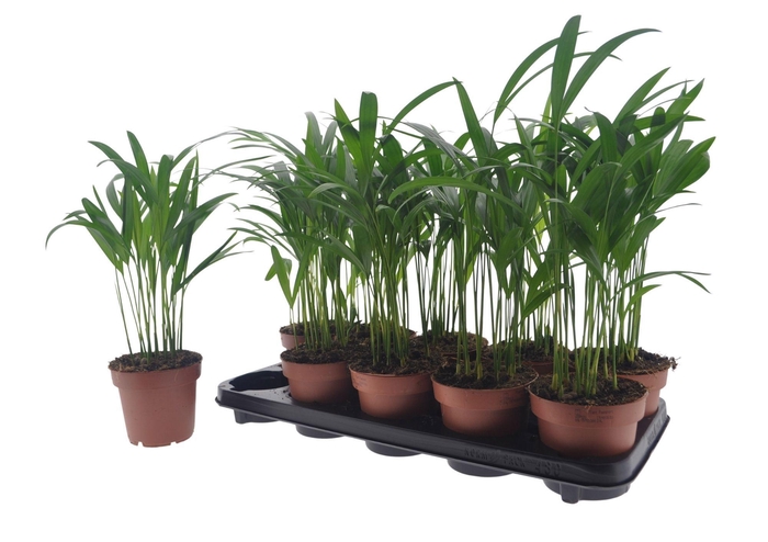 DYPSIS LUTESCENS