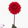 Dahl Red Cap