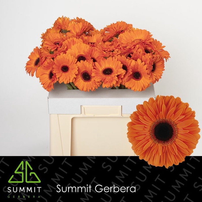 <h4>Gerbera Dutch Pride Water</h4>