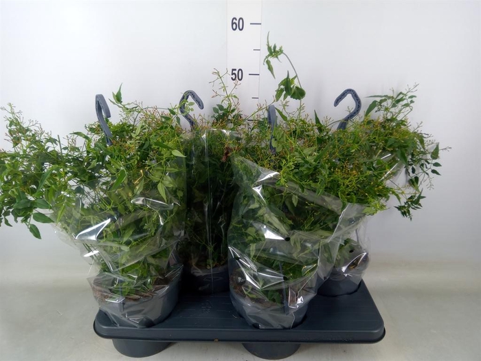 <h4>Jasminum polyanthum</h4>