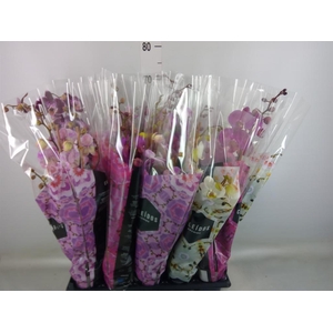 Phalaenopsis   ...mix  6