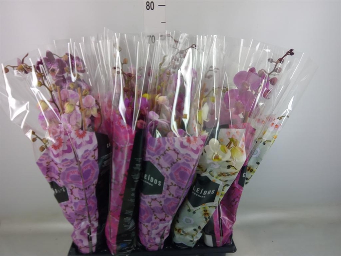 <h4>Phalaenopsis   ...mix  6</h4>