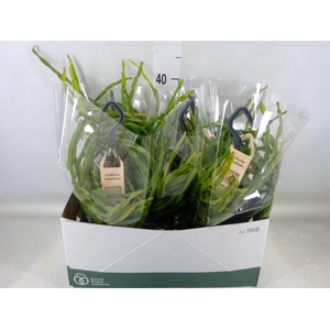 Rhipsalis paradoxa