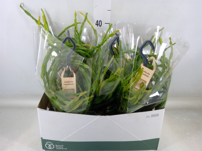 <h4>Rhipsalis paradoxa</h4>