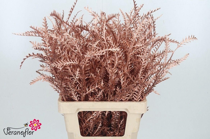 <h4>DECOGROEN OV KLB H%</h4>