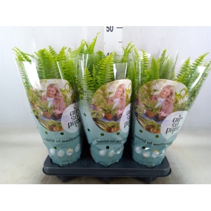 Nephrolepis exal. 'Green Lady'