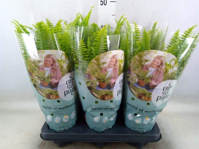 <h4>Nephrolepis exal. 'Green Lady'</h4>