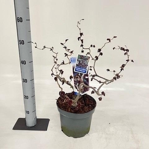 CORYLUS RED MAJESTIC