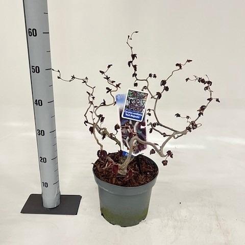<h4>CORYLUS RED MAJESTIC</h4>