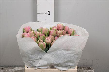 <h4>Tu Fr Cairns</h4>