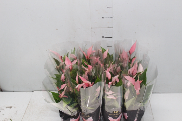 <h4>ANTHURIUM LILLI P09 PREMIUM</h4>