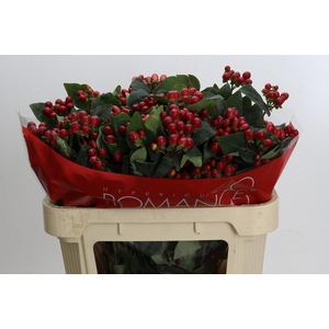 Hypericum True Romance Spray