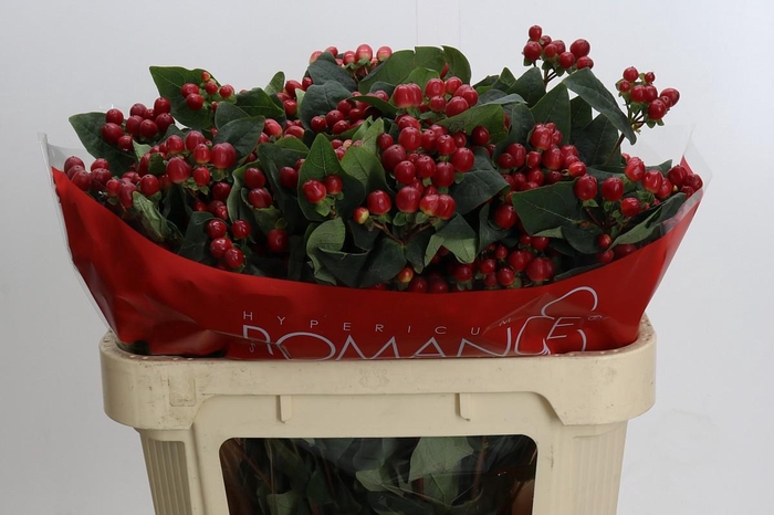 Hypericum True Romance Spray