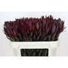 Leucadendron Saf Sunset Dark Red