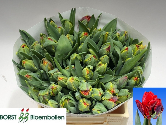 <h4>TU DU ROCOCO DOUBLE</h4>