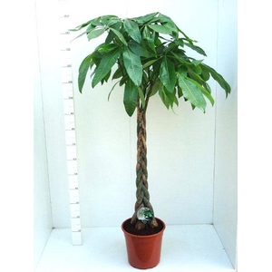 Pachira aquatica 27Ø 150cm