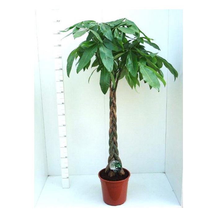 <h4>Pachira aquatica 27Ø 170cm</h4>