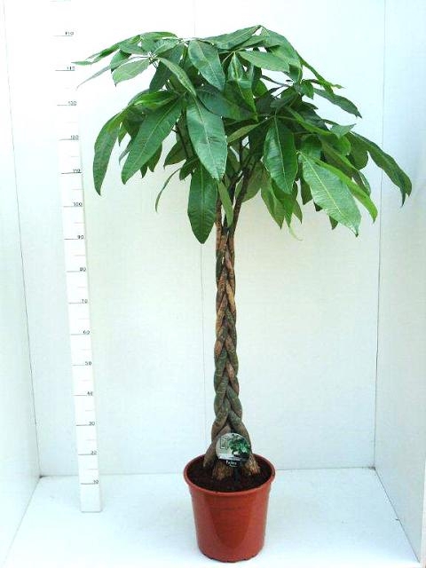 Pachira aquatica 27Ø 170cm