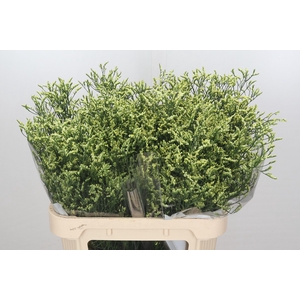 Limonium China Lemon