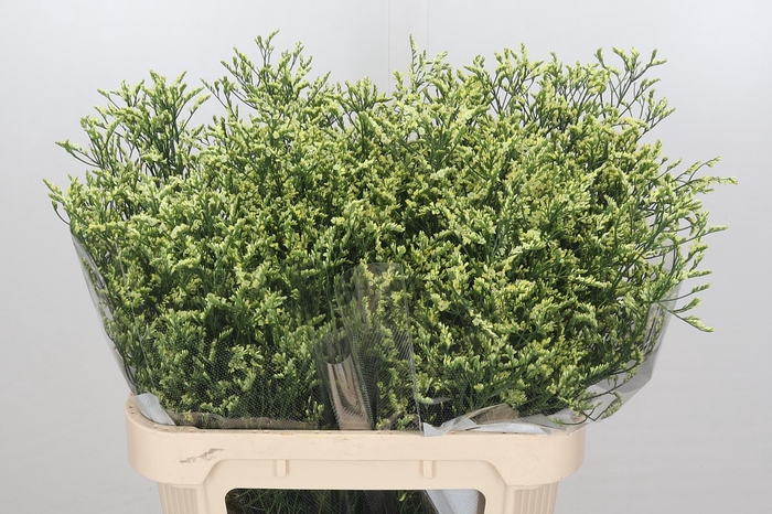 Limonium China Lemon