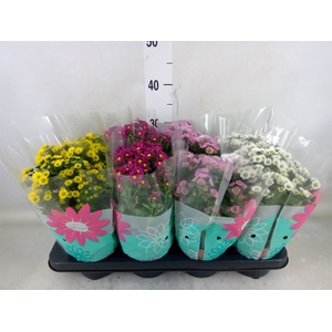 Chrysanthemum  'Madiba'  ...mix