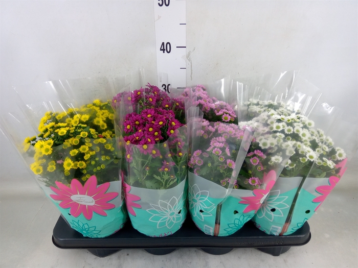 <h4>Chrysanthemum  'Madiba'  ...mix</h4>