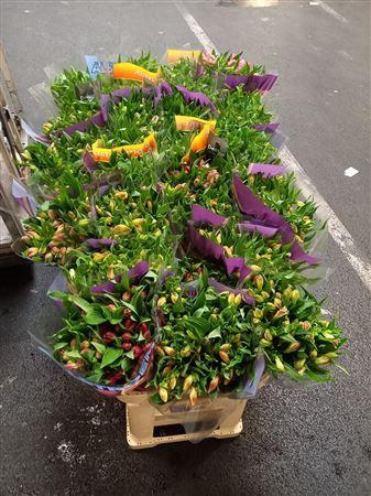 <h4>ALSTR GEMENGD IN FUST</h4>