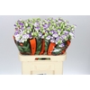 Eust Du Rosita Blue Picotee Ex