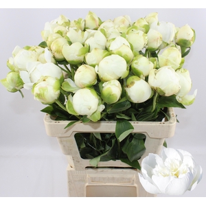 PAEO L PRINCES BRIDE