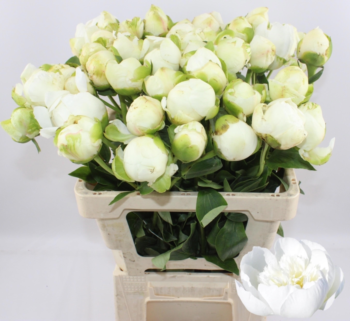 <h4>PAEO L PRINCES BRIDE</h4>