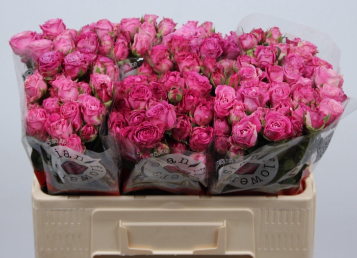 <h4>R TR LADY BOMBASTIC</h4>